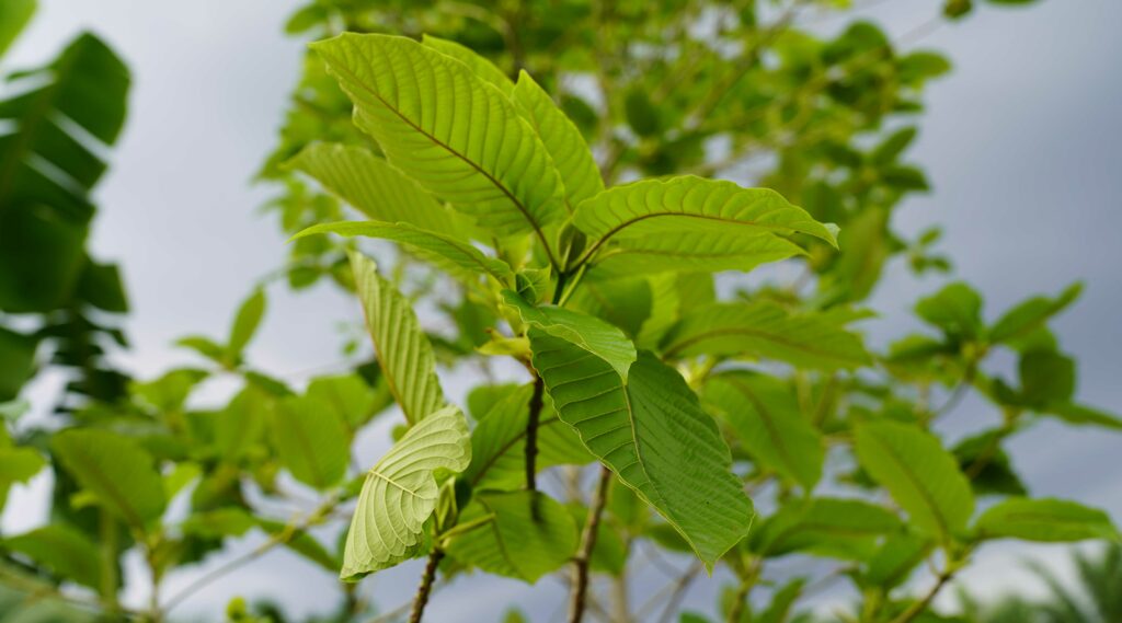 Kratom-leaves