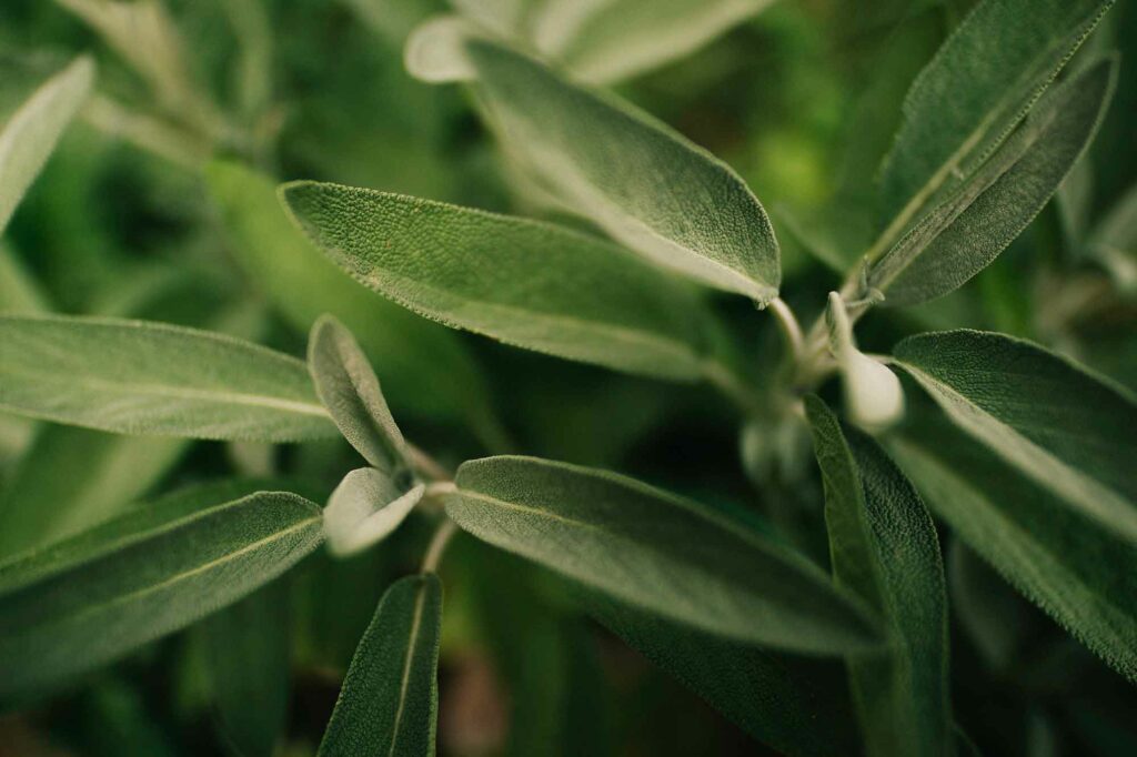 Salvia-plant