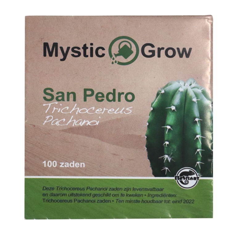 Trichocereus Pachanoi