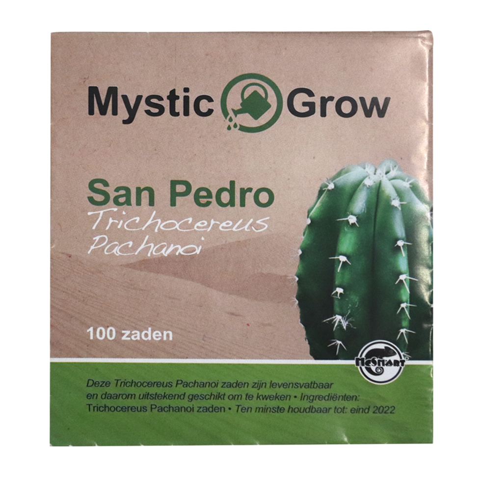 Trichocereus Pachanoi